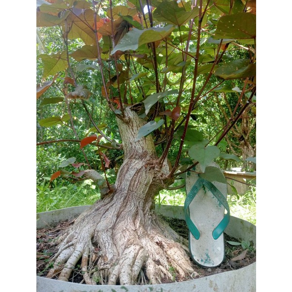 bonsai waru merah bogel