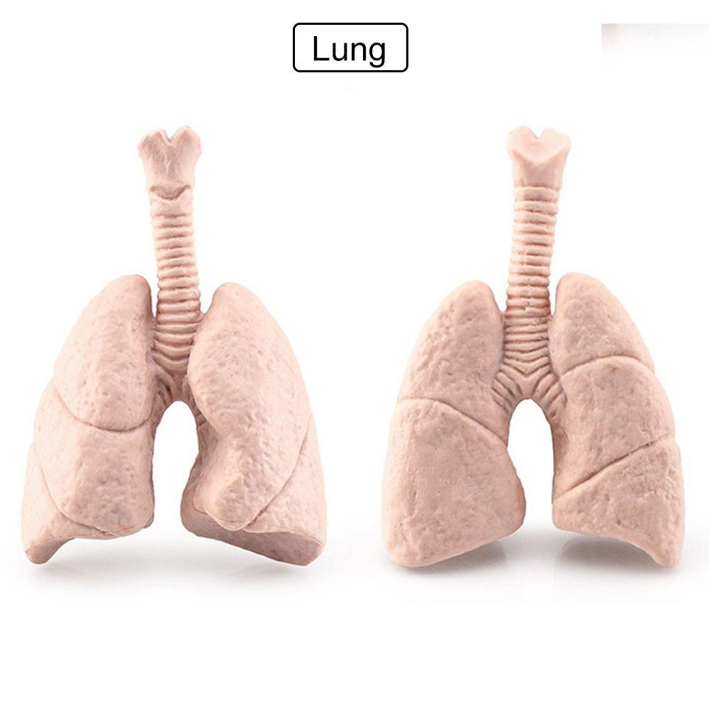 Lanfy Mainan Action Figure Organ Tubuh Manusia 3D Bahan PVC Untuk Anak