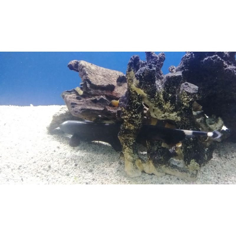 

black ghost #ikanHias