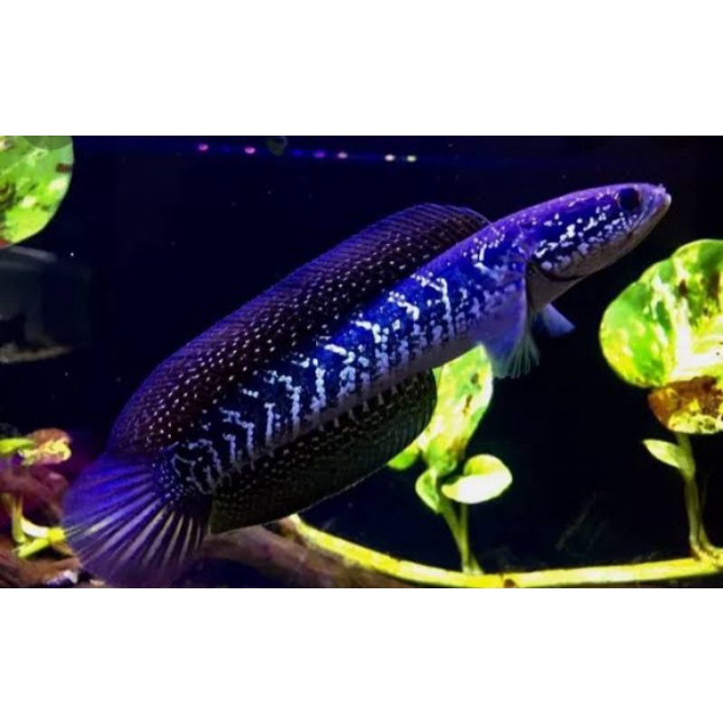 

ikan chana asiantika ws size 12-15cm