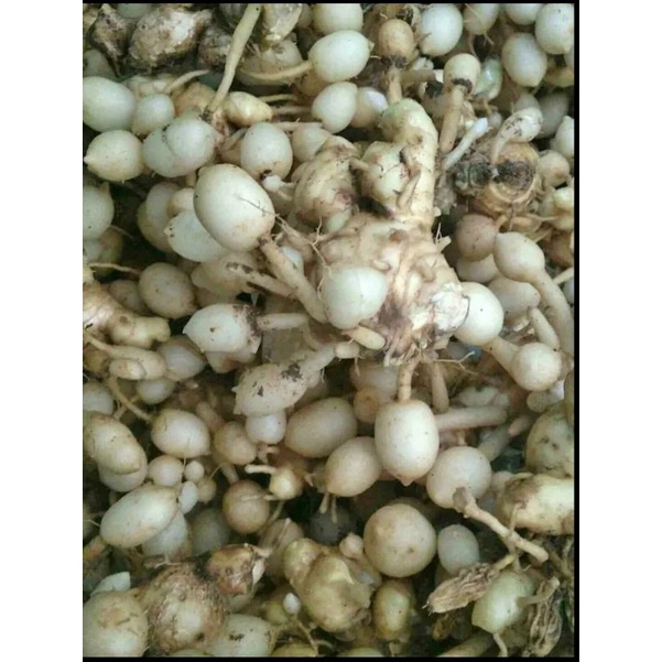 

⭐⭐⭐⭐⭐ kunyit putih kunir gombyok premium per kg