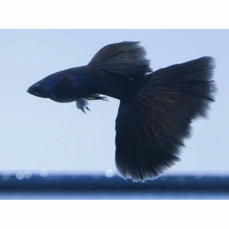 GUPPY FULL BLACK AQUASCAPE TERMURAH