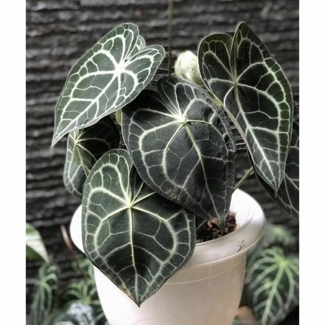 Anturium Tarantula / Kuping Gajah Karet