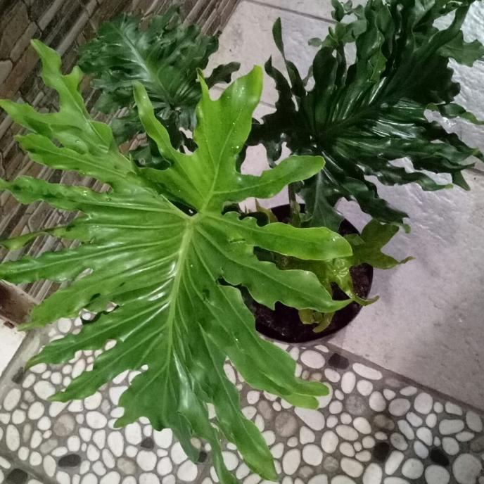 Tanaman Hias Philodendron Selloum/ Philo Jari Sudah besar dan rimbun