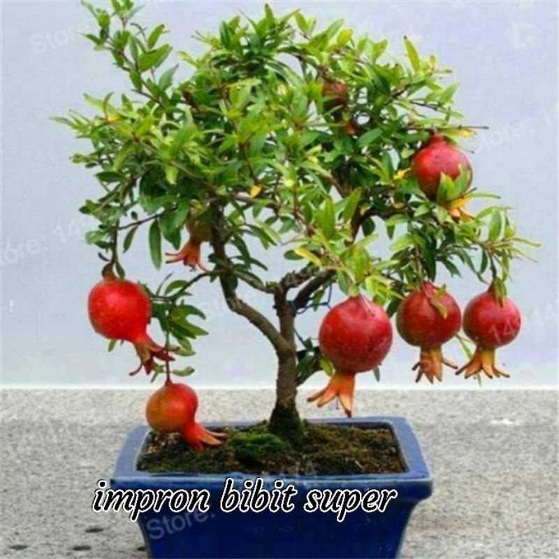 Bibit Buah Delima Merah jumbo