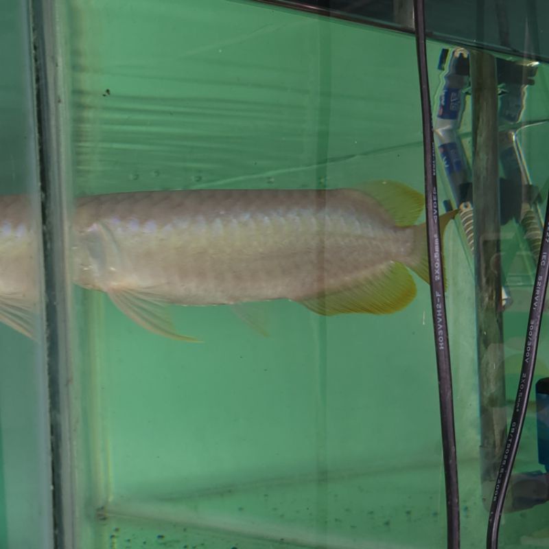 Red Arwana Banjar 22 Cm UP Arowana Hiasan Aquarium
