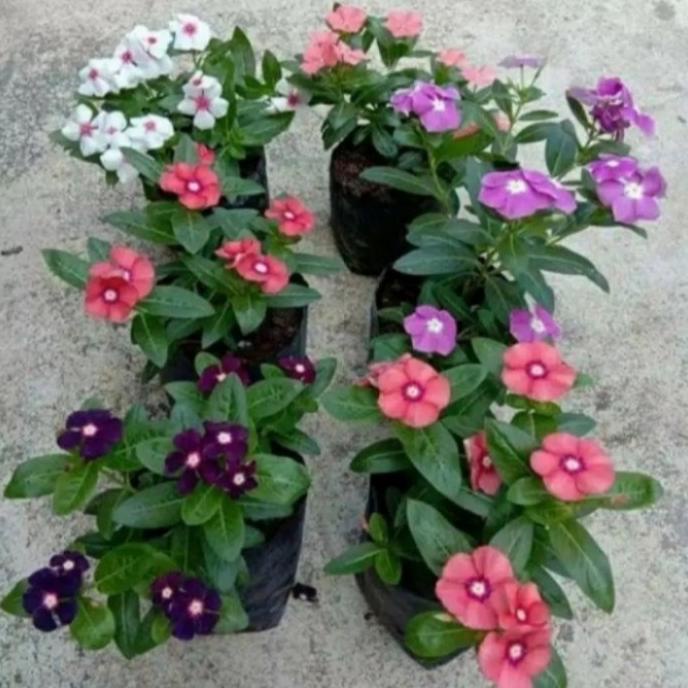 tanaman hias hidup bunga vinca juntai paket 6