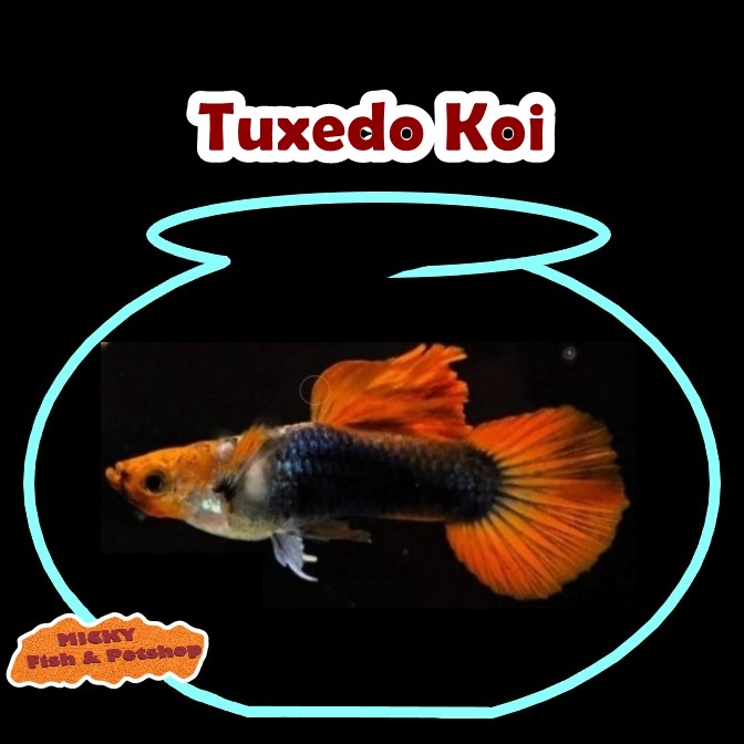 Guppy Tuxedo Koi Indukan Jantan Grade