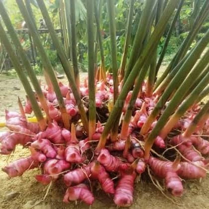 

lengkuasmerag lajah merah