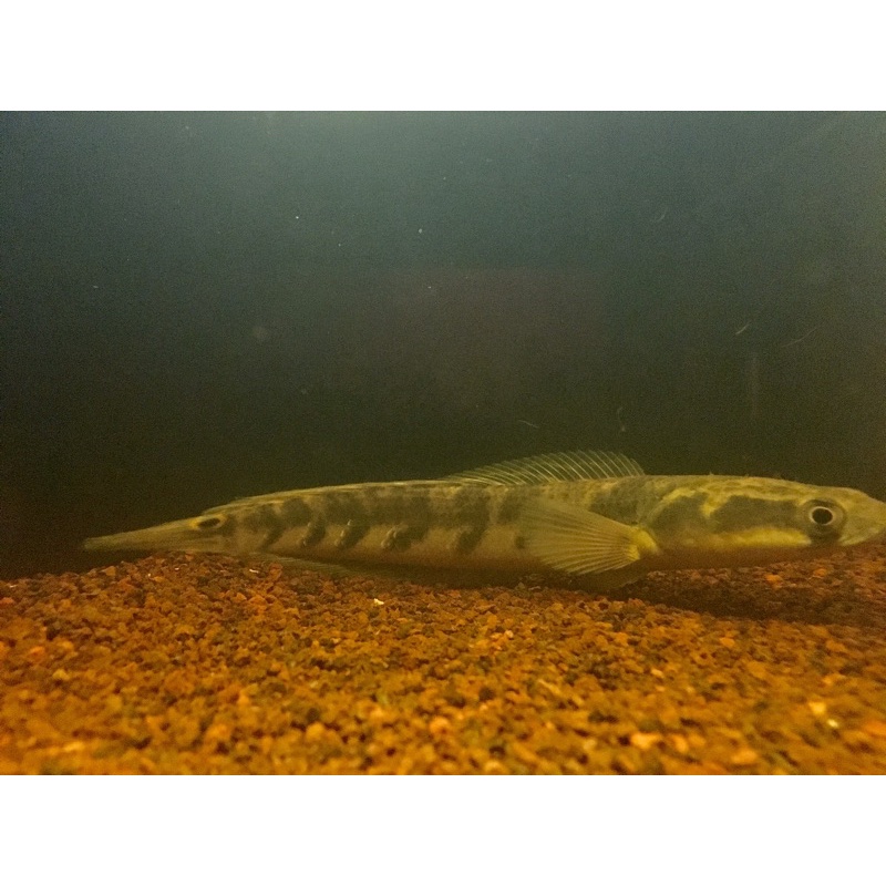 Chana YS berbunga Grate AAA