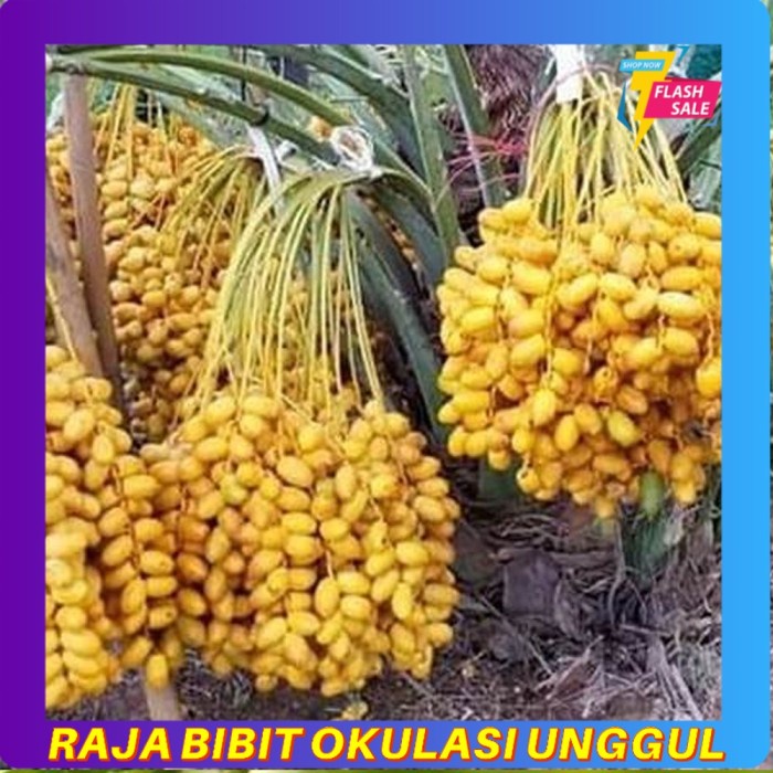 Obral Bibit Benih Tanaman Buah kurma tropis Okulasi Stek Cangkok valid