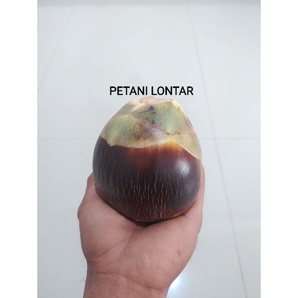 

BUAH LONTAR UTUH, 1 buah bulat ( isi 2 biji buah )