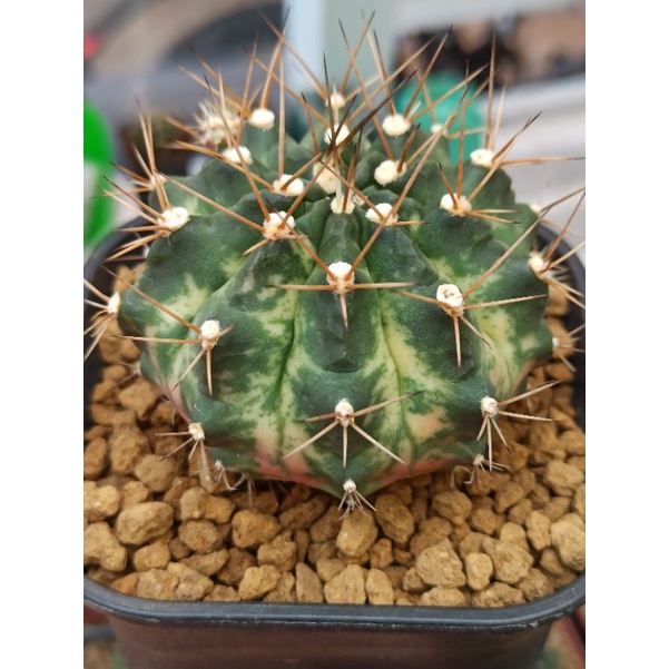 Gymnocalycium Marble | Kaktus | Varigata