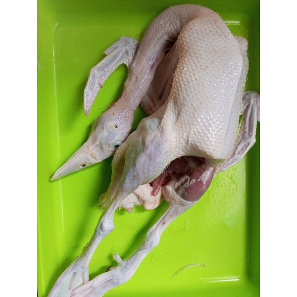 

bebek muda 1.3_1.4 kg hidupnya