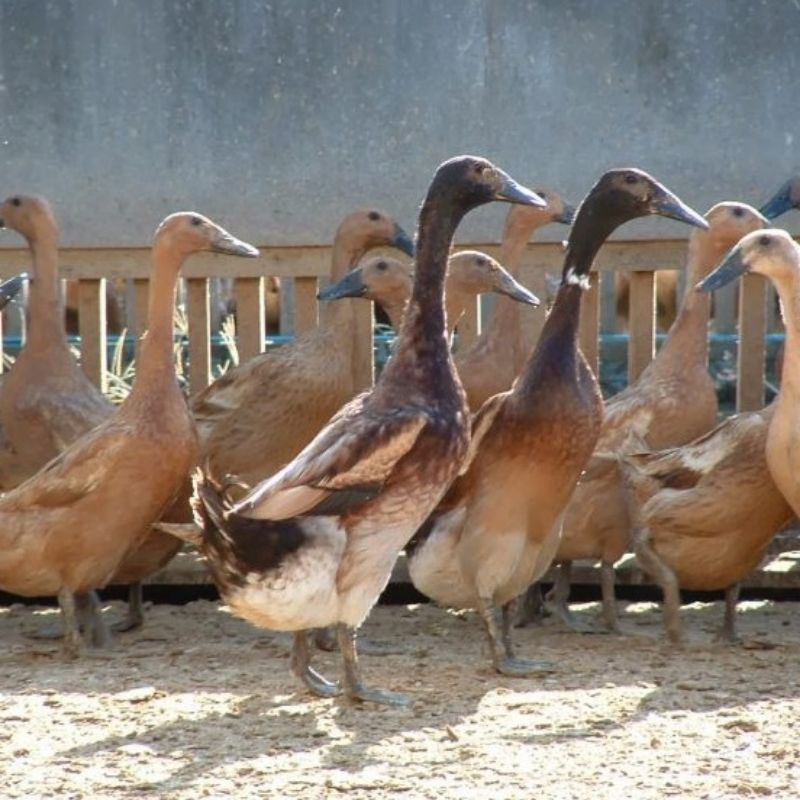 

telur bebek petelur fertil asli untuk di tetaskan