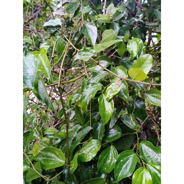 

daun sirih hijau segar 500 gr