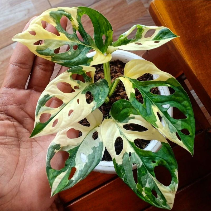 Tanaman hias Halfmoon adansoni monstera / monstera varigata / Florist Nursery