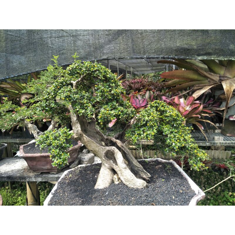 tanaman bonsai hokianti micro berbuah pohon langka