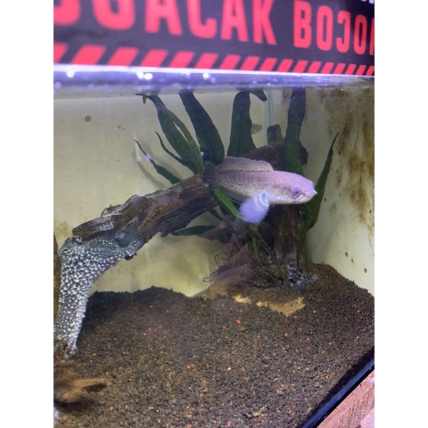 channa stewarti baby