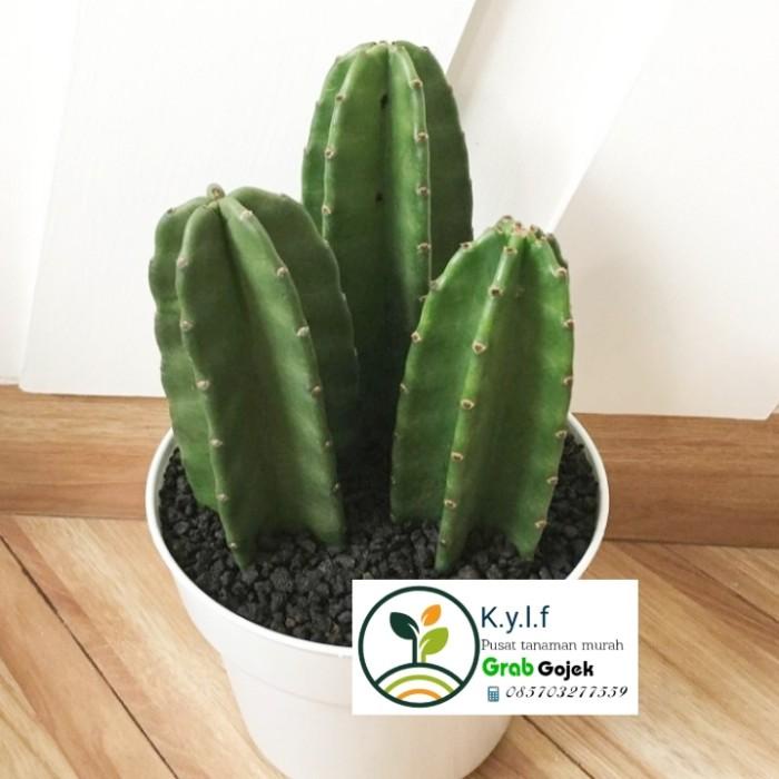 

Tanaman Hias Kaktus Koboi Mini / Kaktus Koboi + Pot Best Seller