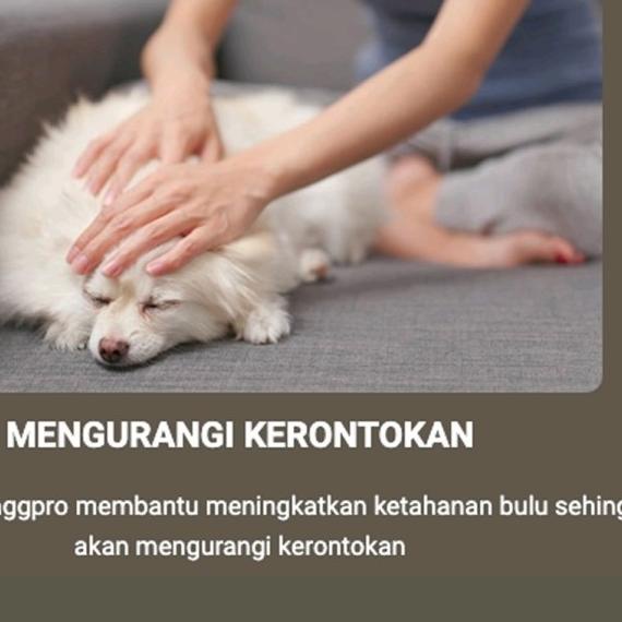 Protein Anjing MAGGPRO #supplemenanjing