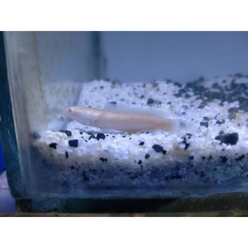 Hiasan Aquarium Chana STRIATA ALBINO mata merah