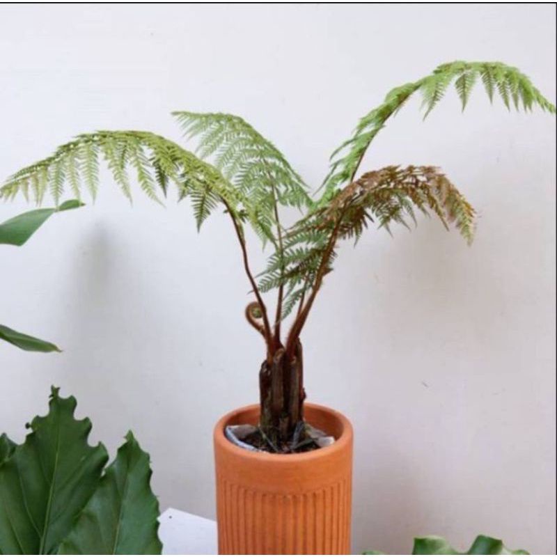 Tanaman pakis monyet tinggi 30 cm