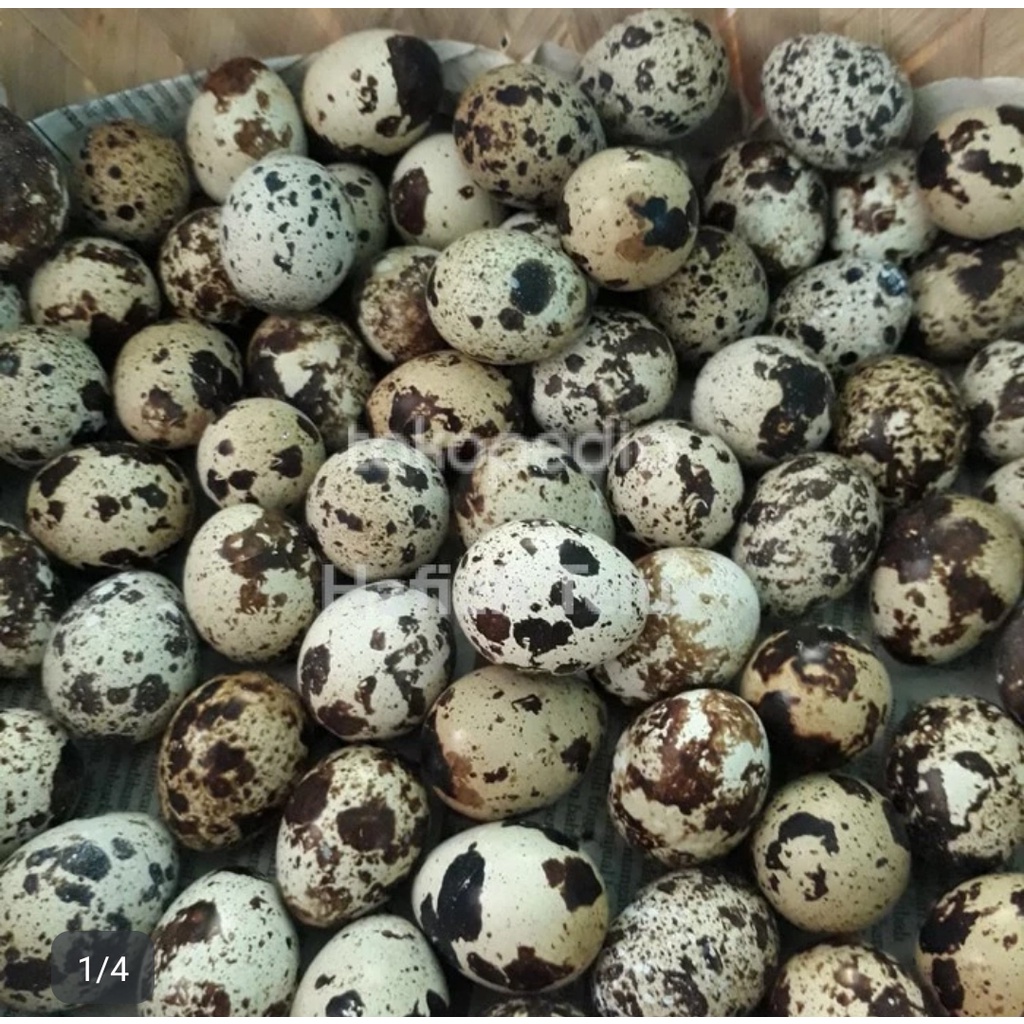 

TELUR PUYUH MENTAH FRESH 250 gram