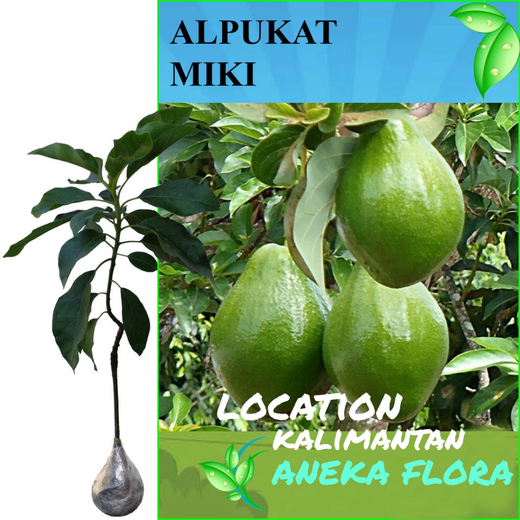 Jual Bibit Alpukat Miki Okulasi Meter Up Okulasi Cepat Berbuah Shopee Indonesia