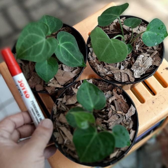 READY STOCK Tanaman Kuping Gajah Tarantula 100% Ori Anthurium Clarinervium