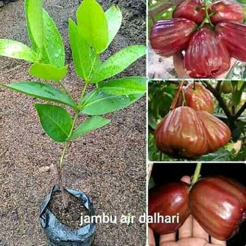 Jambu Air Dalhari - Tanaman Buah Jambu Air Dalhari EE33