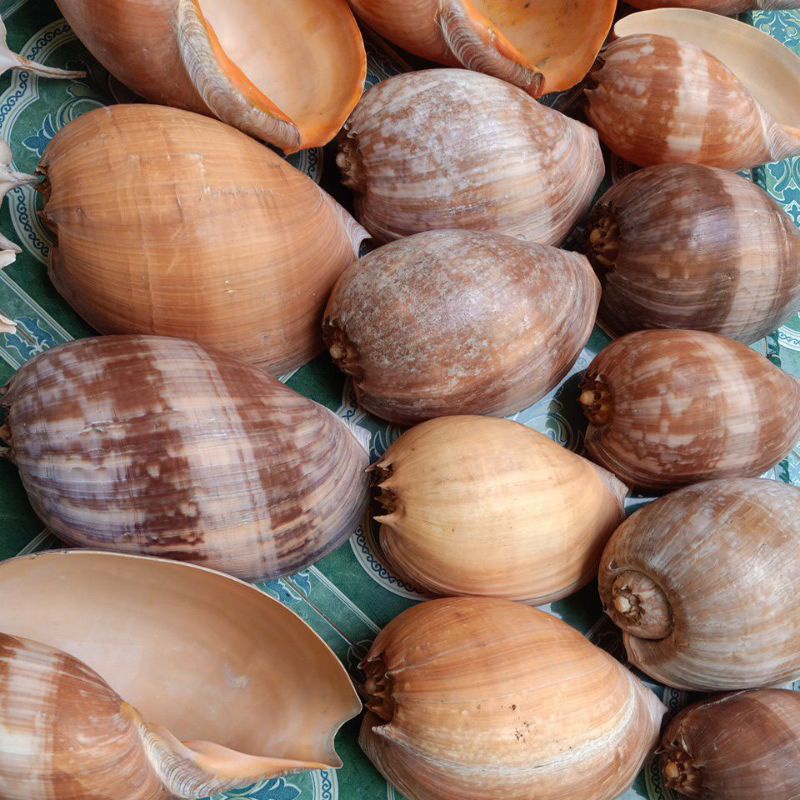 CANGKANG KERANG BESAR MELO/BINGAH