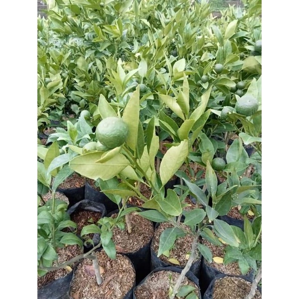 Bibit jeruk  keprok siem kondisi berbuah