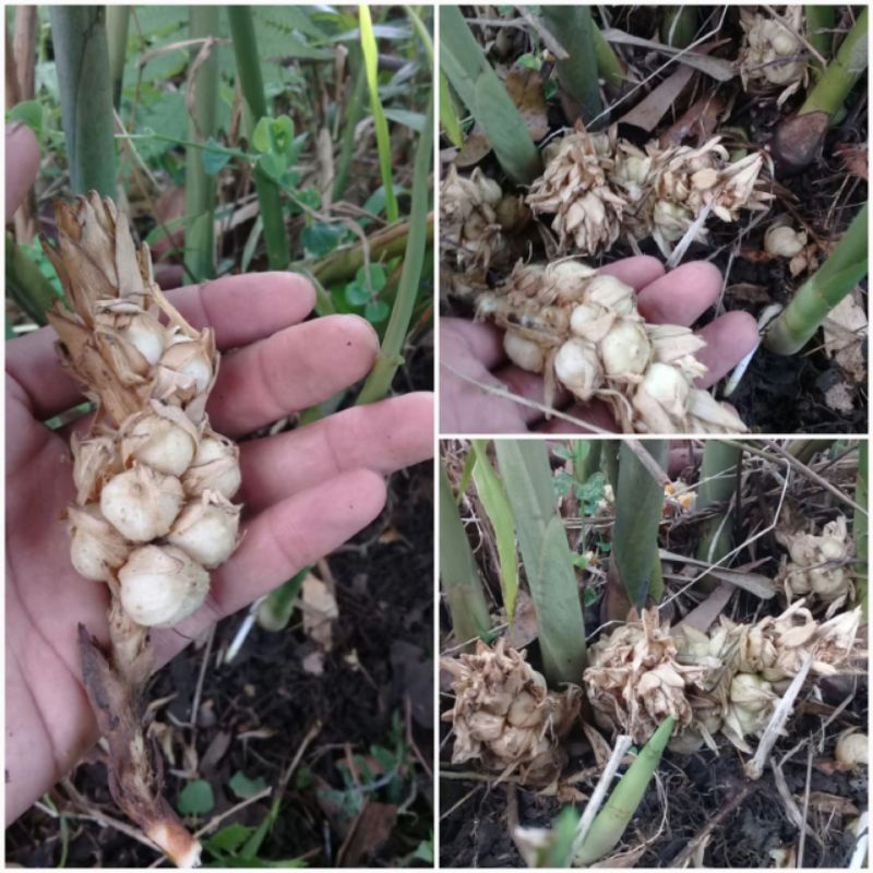 

Buah kapolaga basah 500 gram