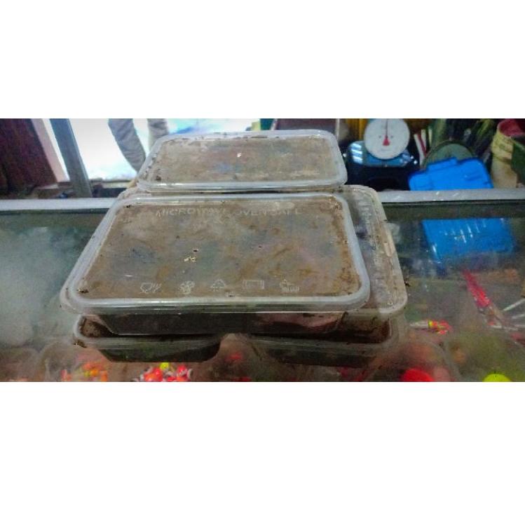 T7P7 umpan alam cacing nipah AN9