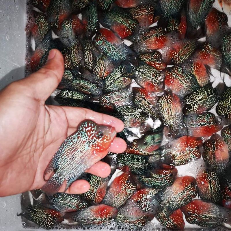 Ikan louhan SRD import thailand