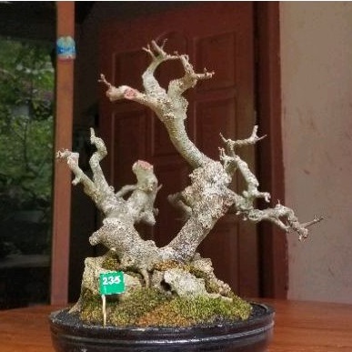 BAHAN BONSAI SERUT MEDIUM