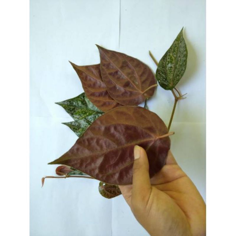 

sereh merah obat segala penyakit perlembar