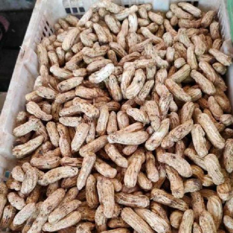 

Kacang tanah kulit