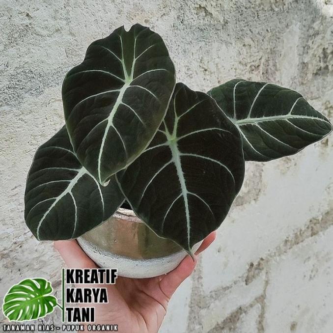 Tanaman hias alocasia black velvet - Alocasia black velvet