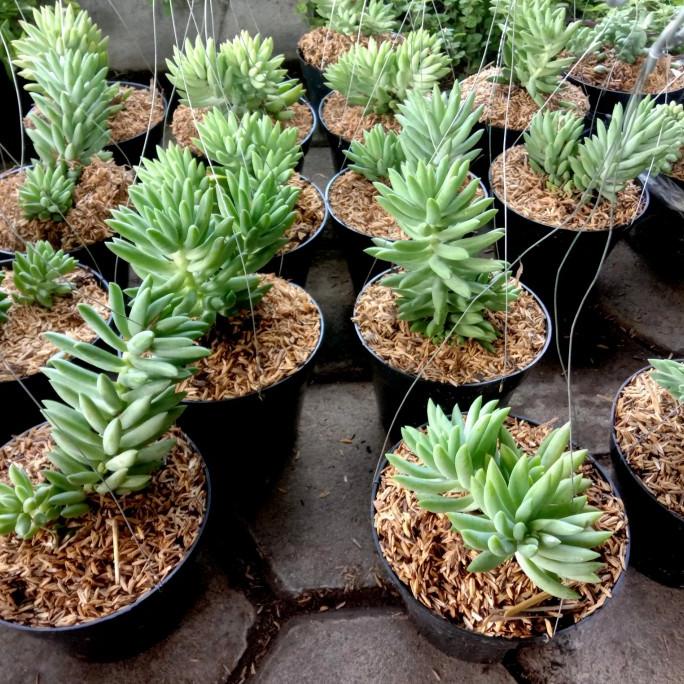 Tanaman Hias Gantung Air Mata Ibu Jenis Besar / Sukulen Kaktus Anggur EE22