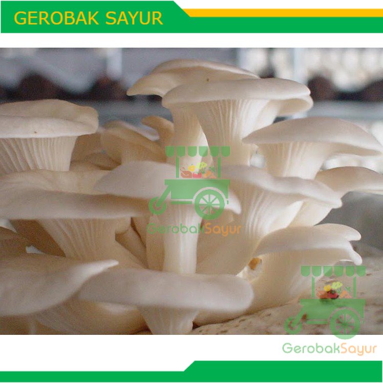 

Jamur Tiram Putih 500 g