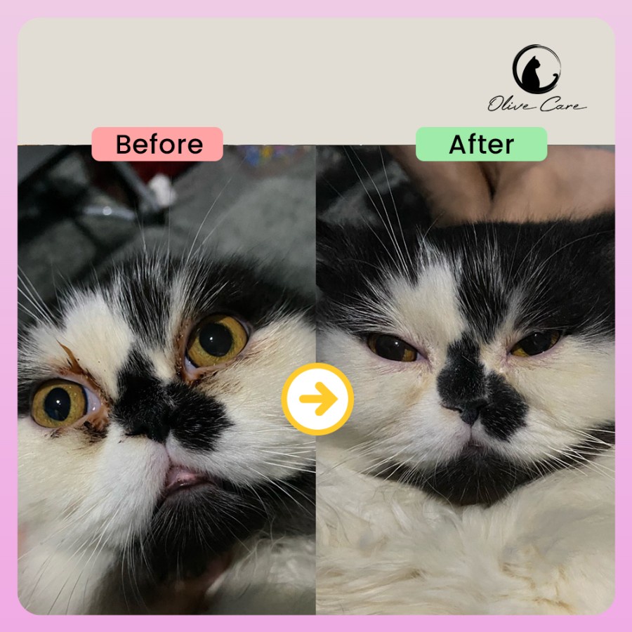 OLIVE CARE Eye Grooming Powder Bedak Mata Kucing untuk Cegah Noda, Kuning-Kuning dan Perawatan Wajah Bersih