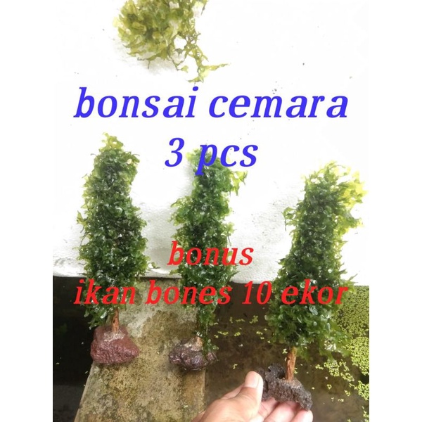 bonsai Cemara 3 pcs murah bonus 10 e ikan bones aries