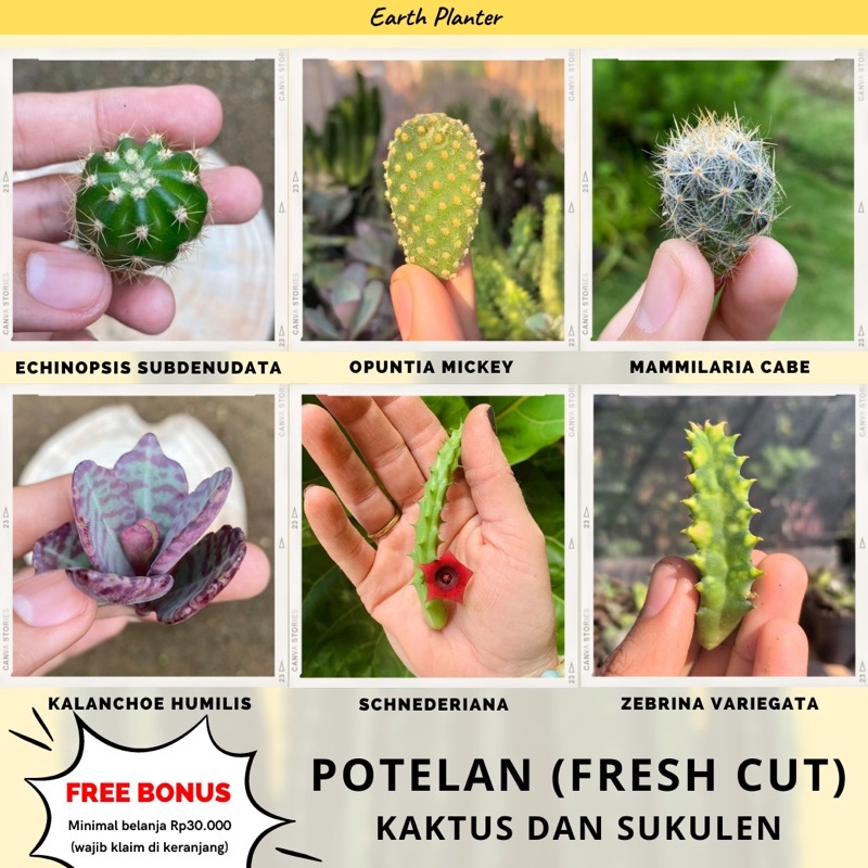 Bibit Kaktus Potelan Satuan Pilih Jenis Murah | Fresh Cut Pothelan Echinopsis Golden Ball Huernia Da