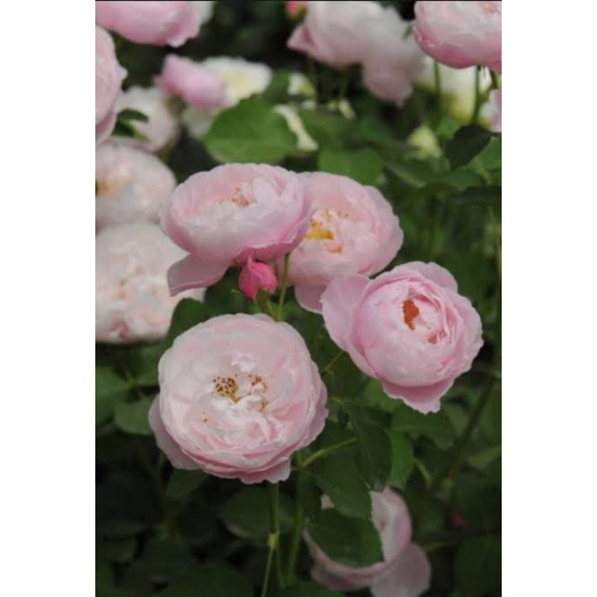 Mawar Import wangi PLUME - Mawar import murah - mawar import wangi - tanaman hias