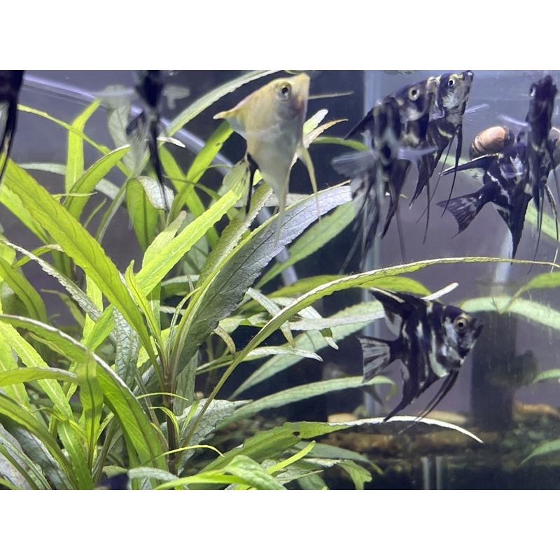 manfish