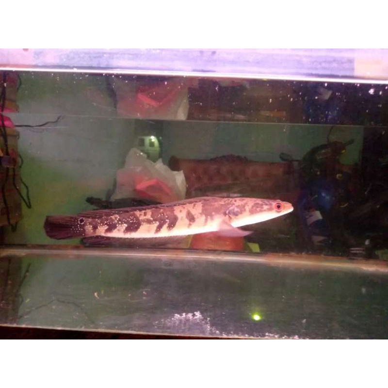 Green Marulius Channa rare