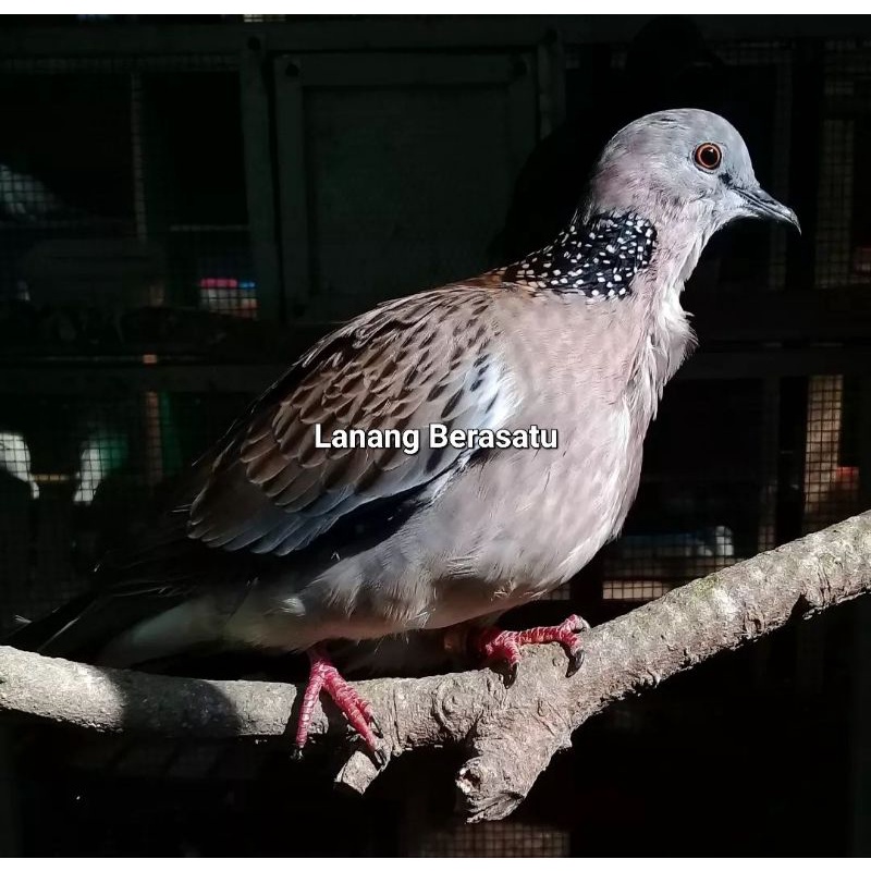 Burung tekukur kelantan sudah bunyi