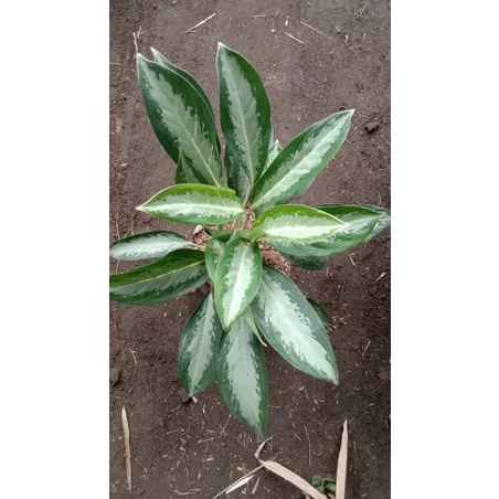 silver king tanaman hias aglaonema murah aglaonema jadul